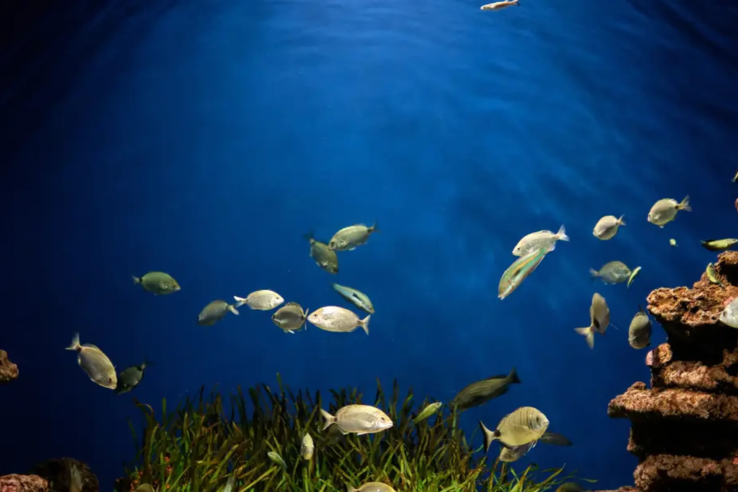 Dubai Aquarium and Underwater Zoo